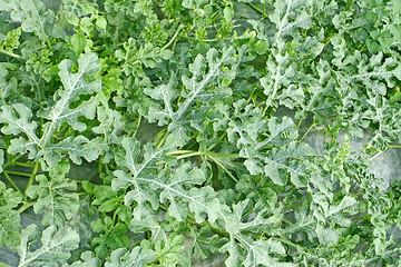 Image showing Green plants of watermelon in garden