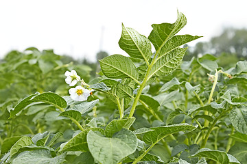 Image showing Potato field during flowering period