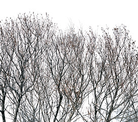 Image showing trees without leaves