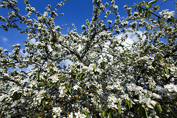 Image showing cherry blossoms , spring season