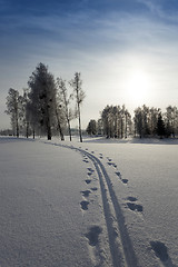 Image showing trees in winter  