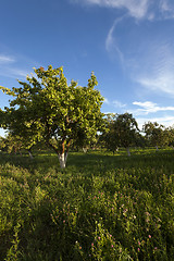 Image showing apple orchard,  garden