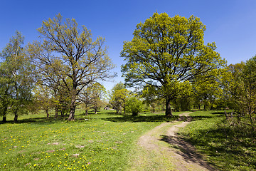 Image showing rural road,  spring  