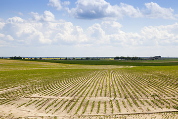 Image showing agricultural field with beetroot  