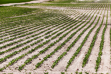 Image showing field with beetroot  