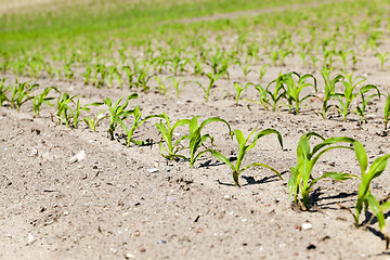Image showing corn field. Spring  