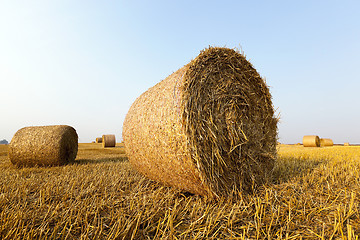 Image showing haystacks in a field of straw  