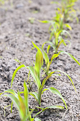 Image showing corn field. close-up  
