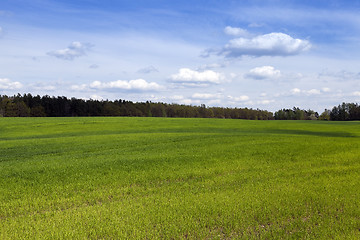 Image showing field in spring  