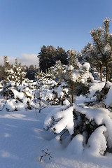 Image showing spruce forest ,  winter season