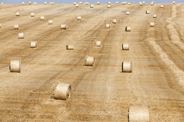 Image showing harvest of cereals  