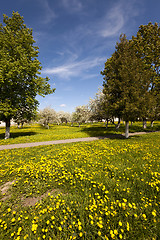 Image showing yellow dandelions , field