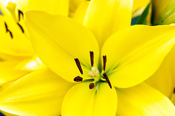 Image showing yellow lily ,  spring