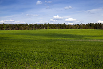 Image showing Agriculture. cereals. Spring  