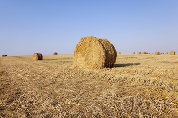 Image showing hay stacks  cereal