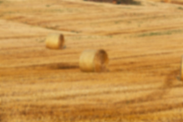 Image showing agriculture, not in focus  