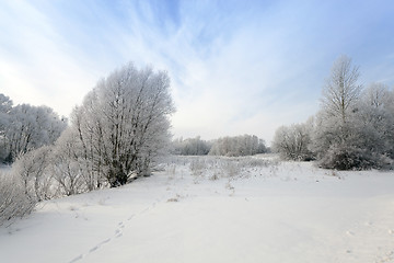 Image showing trees in winter  