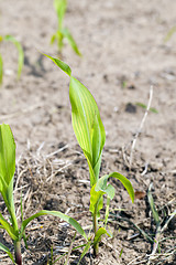 Image showing Field of green corn  