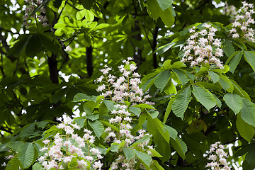 Image showing blooming chestnut, spring  