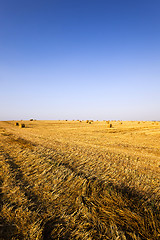 Image showing harvesting cereals , Agriculture