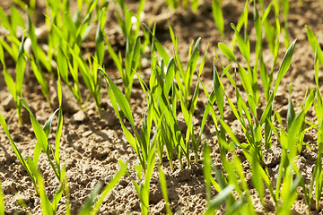 Image showing field with cereals  