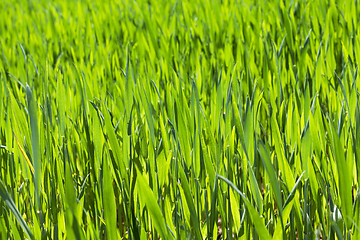 Image showing Wheat close up 