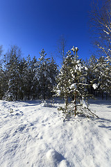 Image showing  close up fir  