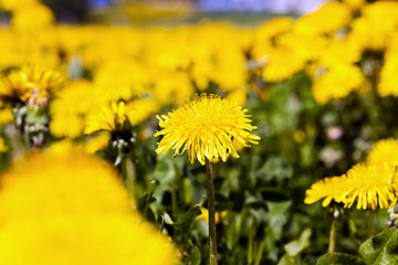 Image showing yellow dandelion flowers  