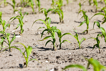 Image showing Field with corn  