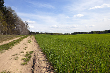 Image showing field with cereals 