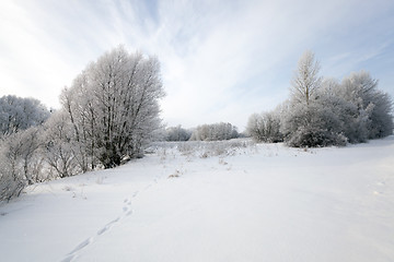 Image showing trees in winter  