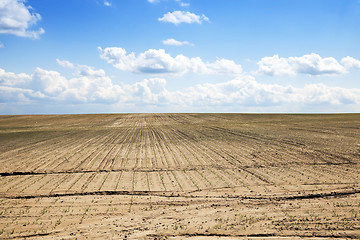 Image showing green corn. Spring  