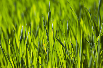 Image showing Wheat close up  