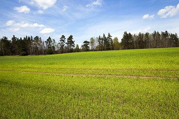 Image showing Agriculture. cereals. Spring  