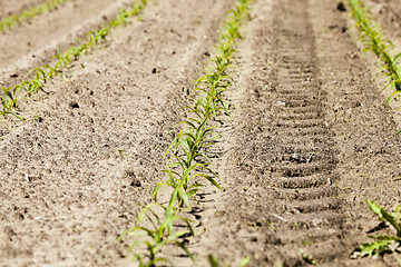 Image showing young sprout of corn 