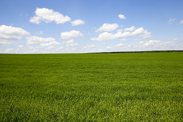 Image showing cultivation of cereals. Spring  