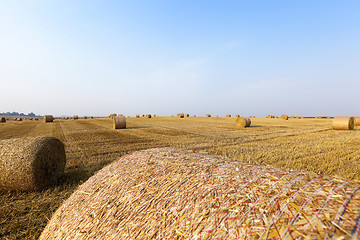Image showing haystacks in a field of straw  