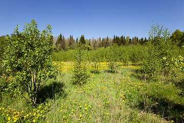 Image showing yellow dandelions ,  spring 