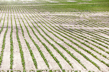 Image showing agricultural field with beetroot 