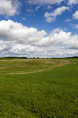 Image showing immature cereals, field