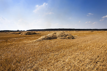 Image showing haystacks straw ,  summer