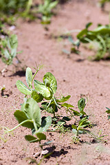 Image showing Pea sprout in the spring  