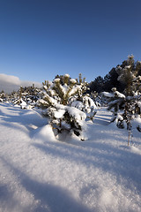 Image showing spruce forest , winter  