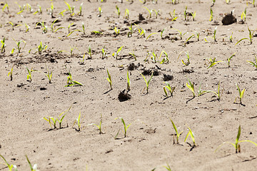 Image showing young sprout of corn  