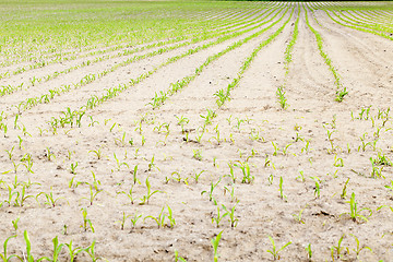 Image showing young sprout of corn  