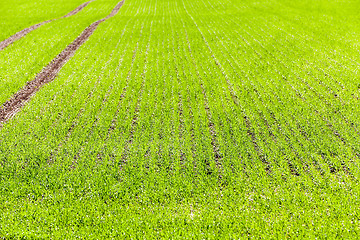 Image showing cultivation of cereals. Spring  