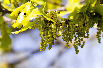 Image showing Flower closeup oak  