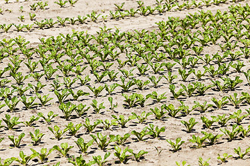 Image showing beetroot sprouts in the spring  