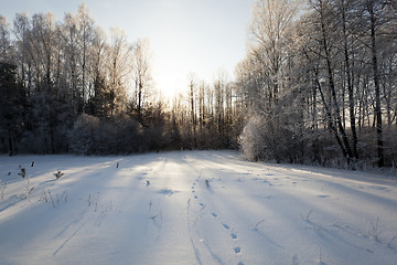 Image showing trees in winter 