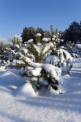 Image showing small pine , winter 